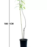 MANGO UAWIS POT 30 CM -HIGHT 180