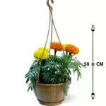 OUTDOOR PLANT DESIGN (MARY GOLD) HANGING BIEGE POT 15 CM