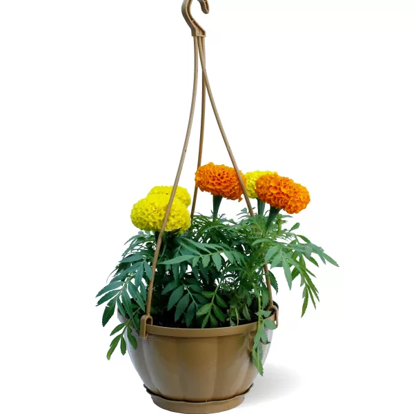 OUTDOOR PLANT DESIGN (MARY GOLD) HANGING BIEGE POT 15 CM