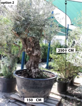 OLIVE TREE POT 150 CM - HIGHT 3 MTR