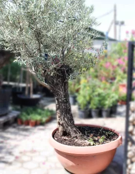 OLIVE TREE POT 70 CM - HIGHT 2.3MTR