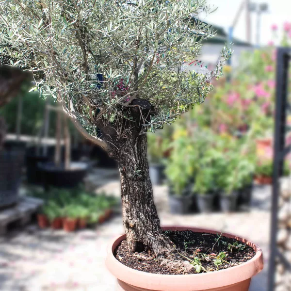 OLIVE TREE POT 70 CM - HIGHT 2.3MTR
