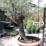 OLIVE TREE POT 70 CM - HIGHT 2.3MTR