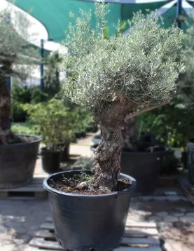OLIVE TREE POT 90 CM - HIGHT 180 CM