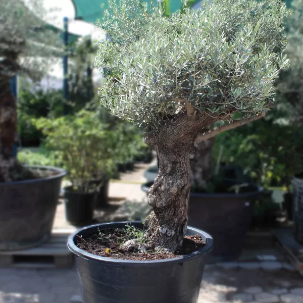 OLIVE TREE POT 90 CM - HIGHT 180 CM