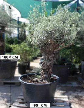 شجرة الزيتون الحوض 90 سم - الارتفاع 1.8 متر
