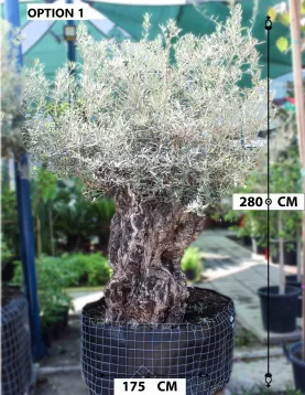 OLIVE TREE POT 175 CM - HIGHT 2.5 MTR