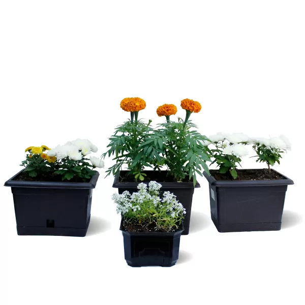 OUTDOOR BUNDDLE OFFER (BLACK POT)