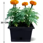 OUTDOOR BUNDDLE OFFER (BLACK POT)