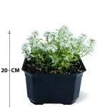 OUTDOOR BUNDDLE OFFER (BLACK POT)