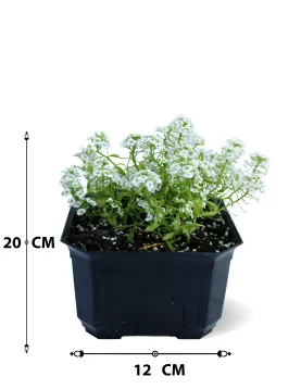 OUTDOOR BUNDDLE OFFER (BLACK POT)