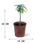 PAPAYA POT 19 CM - HIGHT 50 CM