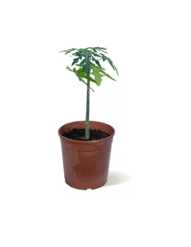 PAPAYA POT 19 CM - HIGHT 50 CM