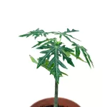 PAPAYA POT 19 CM - HIGHT 50 CM