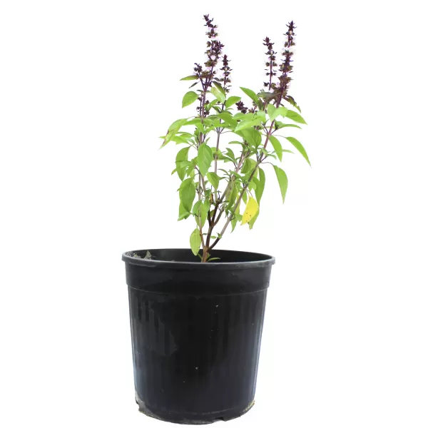 REHAN (MASHMOM) POT 18 CM -HIGHT 50CM