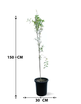 pomegranate TREE POT 30 CM -HIGHT 150 CM