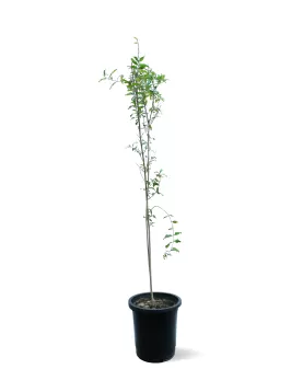 pomegranate TREE POT 30 CM -HIGHT 150 CM