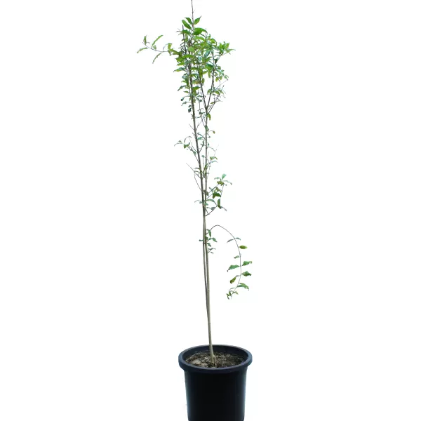 pomegranate TREE POT 30 CM -HIGHT 150 CM