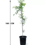 ROMMAN POT 30 CM - HIGHT 160 CM