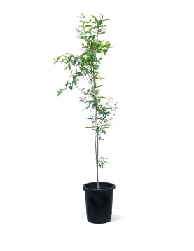ROMMAN POT 30 CM - HIGHT 160 CM
