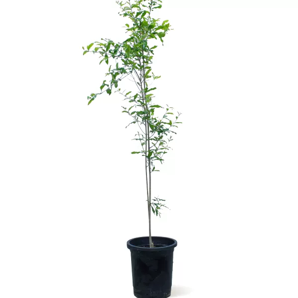 ROMMAN POT 30 CM - HIGHT 160 CM