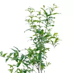 ROMMAN POT 30 CM - HIGHT 160 CM