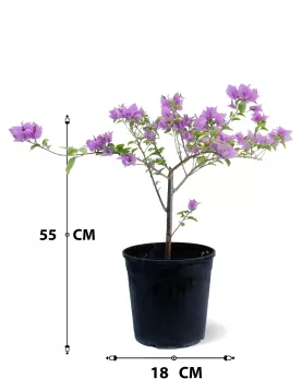 BOUGAINVILLA PURPLE POT 18 CM -HIGHT 55 CM