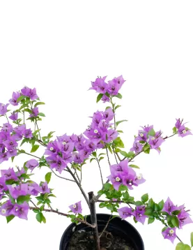 BOUGAINVILLA PURPLE POT 18 CM -HIGHT 55 CM