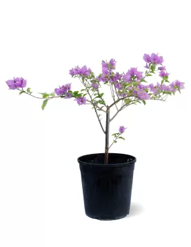 BOUGAINVILLA PURPLE POT 18 CM -HIGHT 55 CM