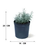 SANTOLINA (SHIYA) POT 14 CM - HIGHT 25 CM