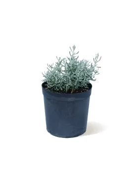 SANTOLINA (SHIYA) POT 14 CM - HIGHT 25 CM