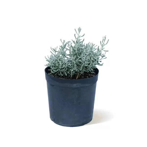 SANTOLINA (SHIYA) POT 14 CM - HIGHT 25 CM