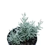 SANTOLINA (SHIYA) POT 14 CM - HIGHT 25 CM