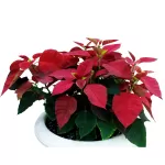 OUTDOOR PLANT DESIGN (EUPHORBIA POINSETTIA) WHITE POT