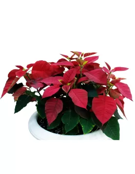 OUTDOOR PLANT DESIGN (EUPHORBIA POINSETTIA) WHITE POT