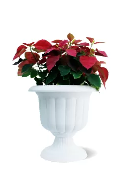 OUTDOOR PLANT DESIGN (EUPHORBIA POINSETTIA) WHITE POT