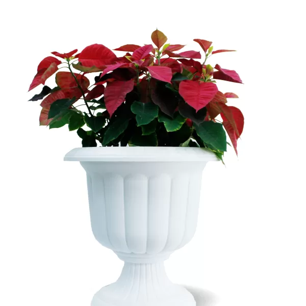 OUTDOOR PLANT DESIGN (EUPHORBIA POINSETTIA) WHITE POT