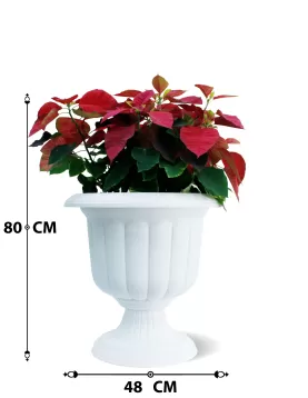 OUTDOOR PLANT DESIGN (EUPHORBIA POINSETTIA) WHITE POT