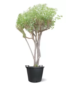 كف مريم الحوض 60 سم - الارتفاع 300 سم