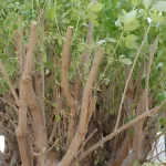 كف مريم الحوض 60 سم - الارتفاع 300 سم