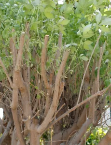 كف مريم الحوض 60 سم - الارتفاع 300 سم