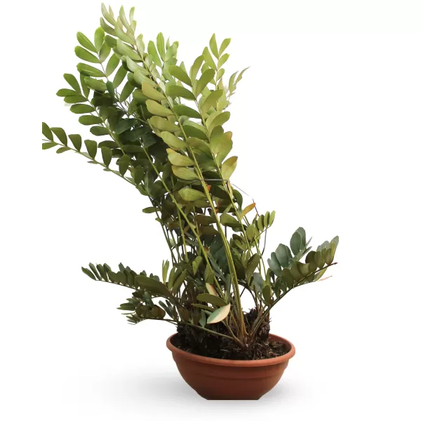 ZAMIA FURFURACEA POT 60 CM -HIGHT 170 CM