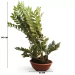 ZAMIA FURFURACEA POT 60 CM -HIGHT 170 CM