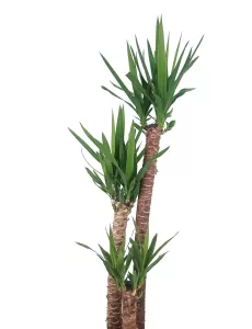 YUCCA 3 PP POT 30CM - HIGHT 120CM