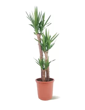 YUCCA 3 PP POT 30CM - HIGHT 120CM