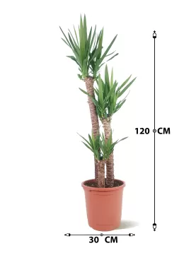 YUCCA 3 PP POT 30CM - HIGHT 120CM