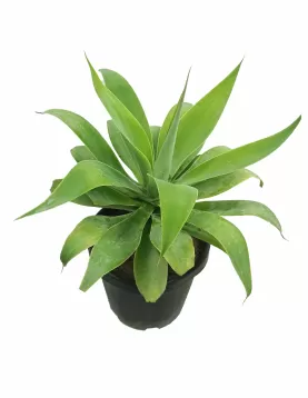 AGAVE ATTENUATA POT 35 CM - HIGHT 80 CM