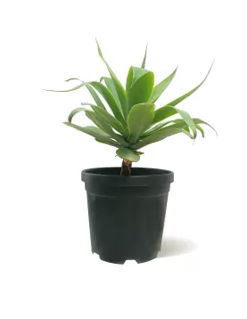 AGAVE ATTENUATA POT 35 CM - HIGHT 80 CM