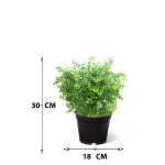 CARMONA POT 18CM-HIGHT 30CM