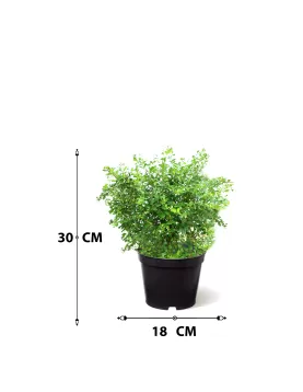 CARMONA POT 18CM-HIGHT 30CM